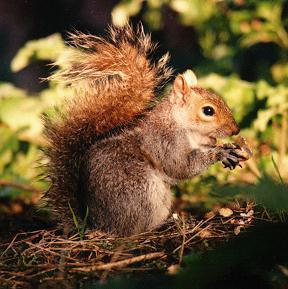 [fluff2-GraySquirrel-Eating_nut.jpg]