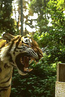 [SDZ_0185-Tiger-RoaringFace.jpg]