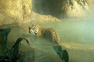 [SDZ_0310-Tiger-Pool.jpg]