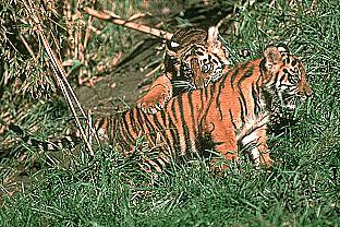 [SDZ_0312-2Cute-Tiger-Cubs.jpg]
