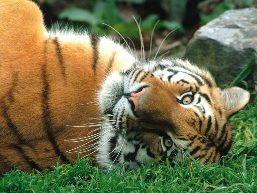 [Siberian Tiger.jpg]