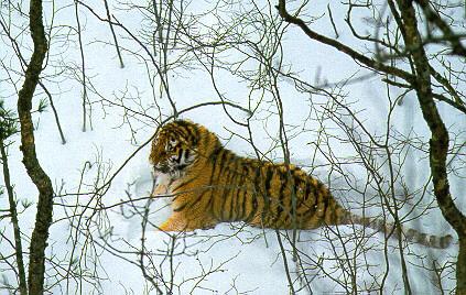 [Siberian_Tiger-Sitting_on_snow.jpg]
