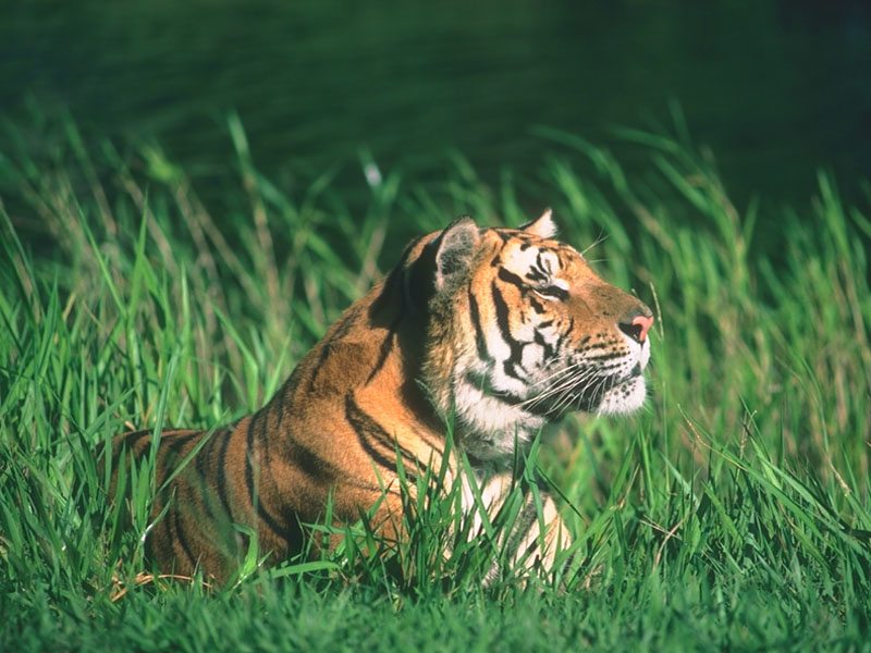 Тайгер 10. Тигр на солнце. Тигр в зеленой траве. Тигр в лучах солнца.