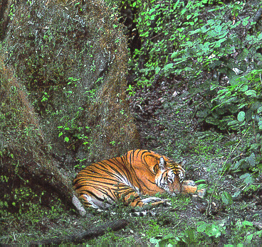 [Tiger Sleeping.jpg]