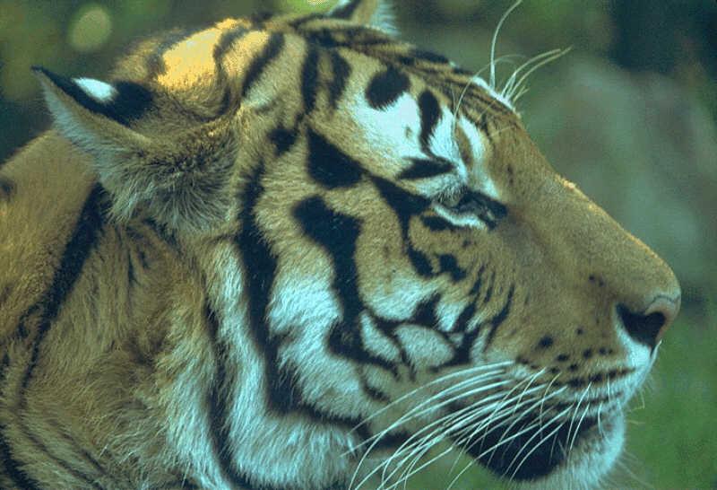 [Tiger-Face-RightSideView.jpg]