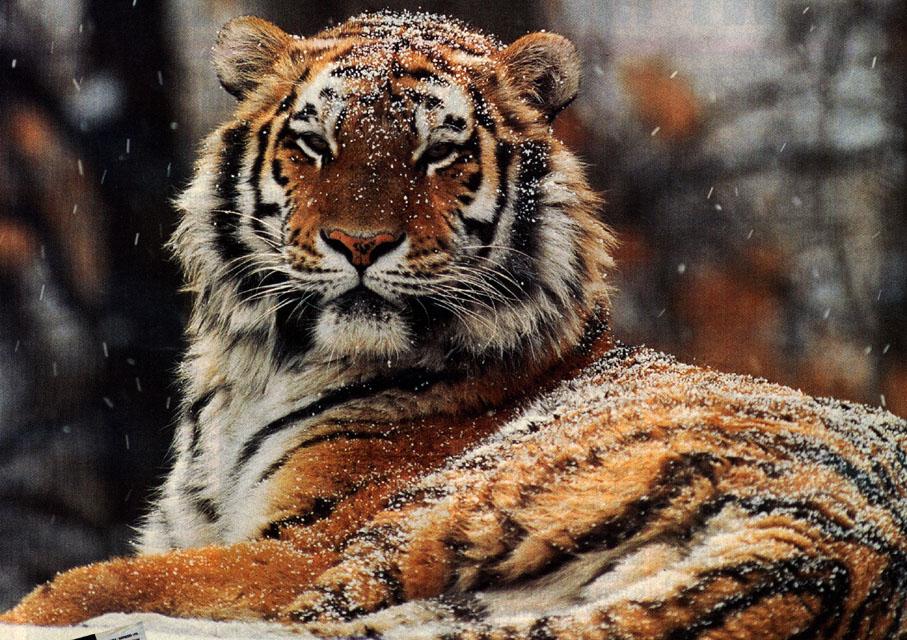 [Tiger001_sitting_in_falling_snow.jpg]