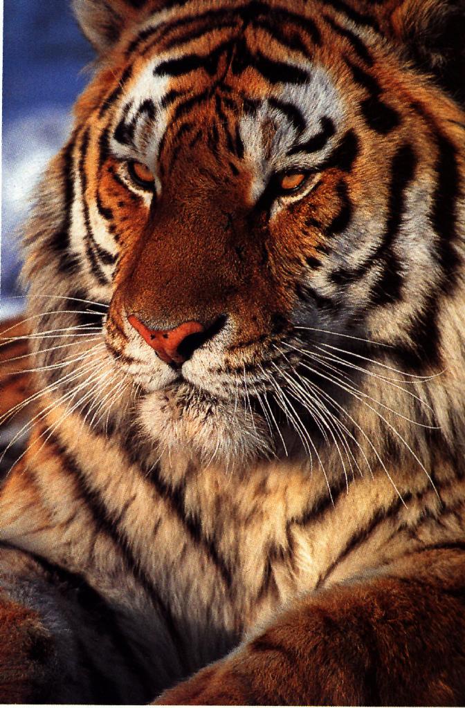 [Tiger_Head-Portrait.jpg]