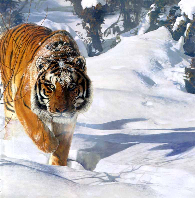 [Tyger_Tyger-SiberianTiger_on_snow-Painting.JPG]