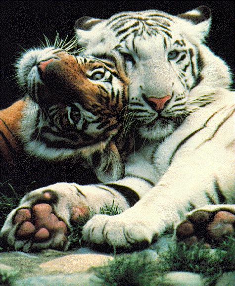[WhiteTiger-N-Brown-Leaning_Each_Other.jpg]