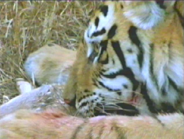 [bigcat13-tiger-dinner-closeup.jpg]