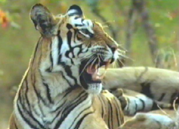 [bigcat14-tiger-roaring.jpg]