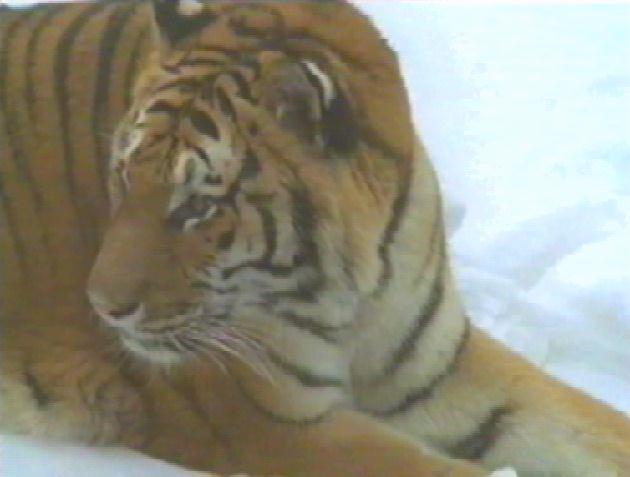 [bigcat15-Tiger-OnSnow.jpg]