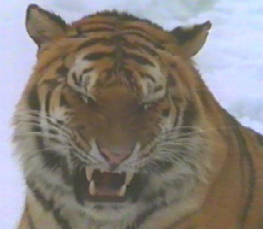 [bigcat16-Tiger-RoaringFaceCloseup.jpg]