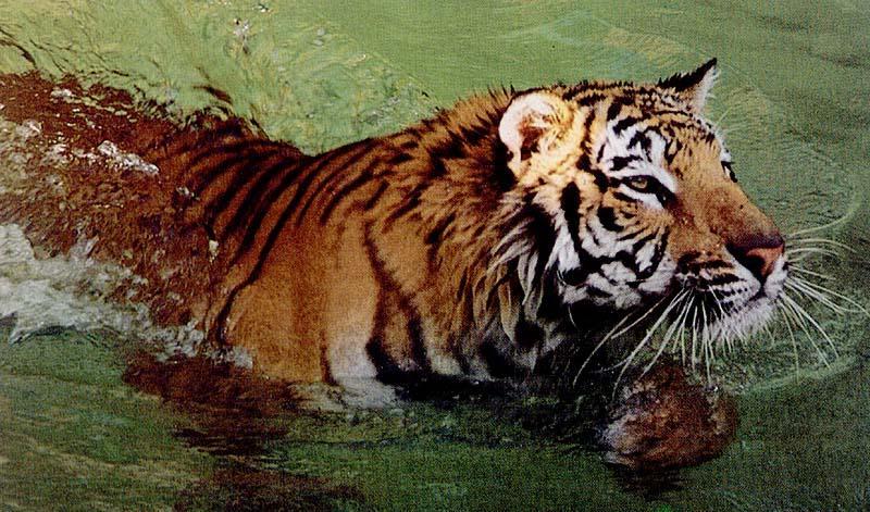 [bigcat32-tigerSwims.jpg]