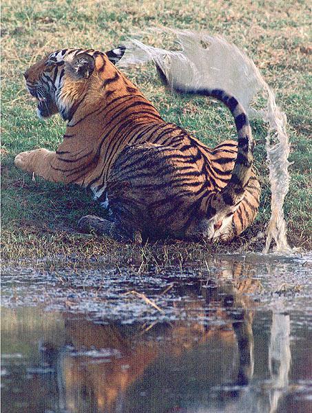 [bigcat33-tiger.jpg]