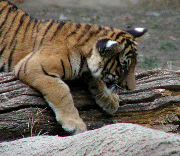 [indo chinese tiger cub1 9-20.jpg]