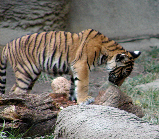 [indo chinese tiger cub2 9-20.jpg]