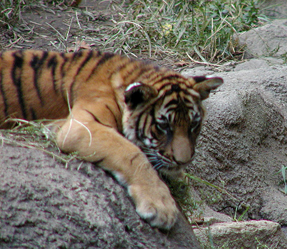 [indo chinese tiger cub3 9-20.jpg]