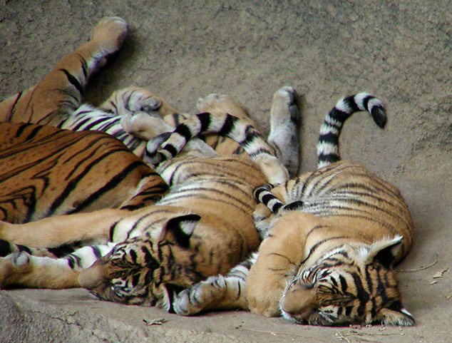 [indo-chinese tiger cubs1 9-20.jpg]