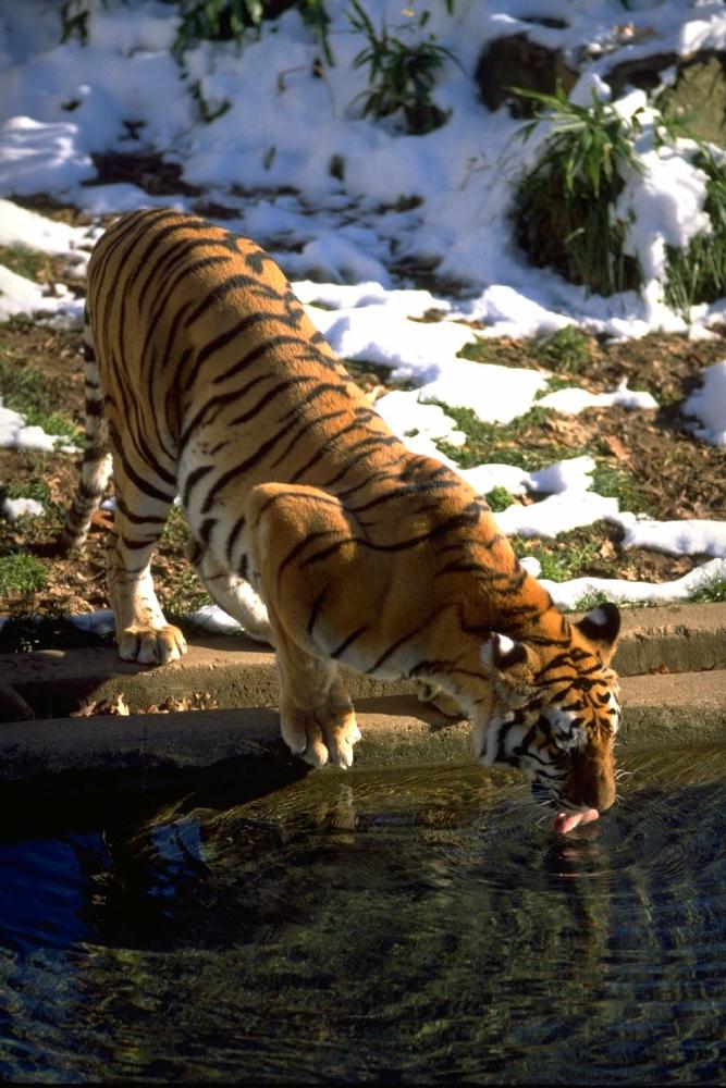 [tiger-drinking-snow.jpg]