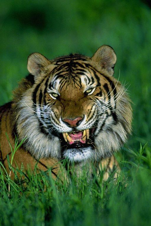 [tiger001-Roaring_face_closeup.jpg]
