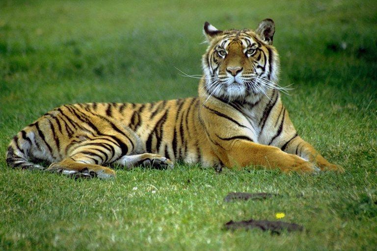 [tiger003-Sitting_on_grass.jpg]