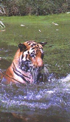 [tiger17-WaterRomper.jpg]