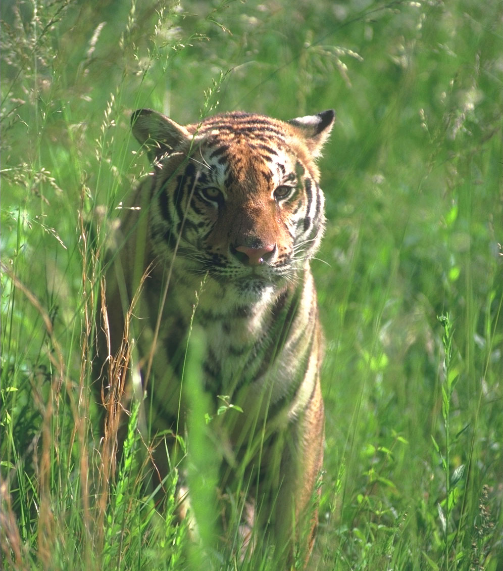 [tiger_08-Young-Closeup-In_grass.jpg]