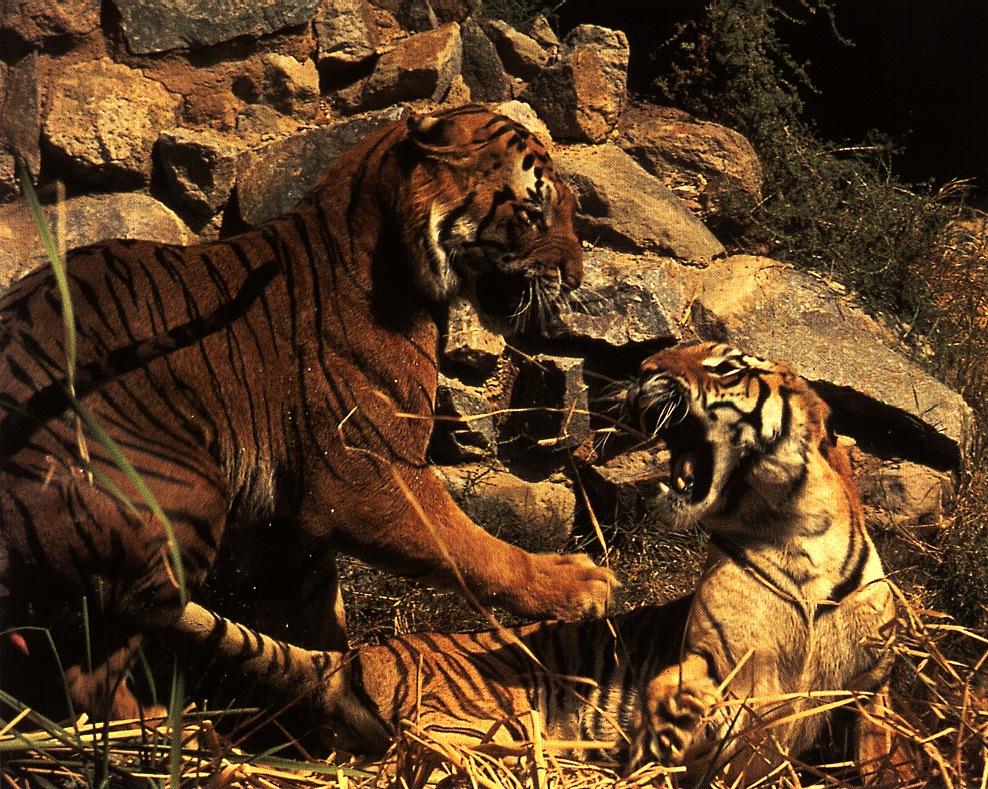 Бои хищников. Бой тигра. Битва тигров. "Тигры" в бою. Драка тигров.