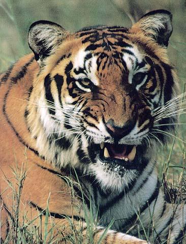 [wildcat27-tiger.jpg]