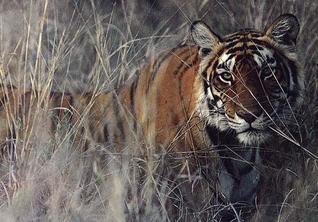 [wildcat28-tiger.jpg]