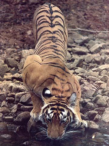 [wildcat31-tiger.jpg]