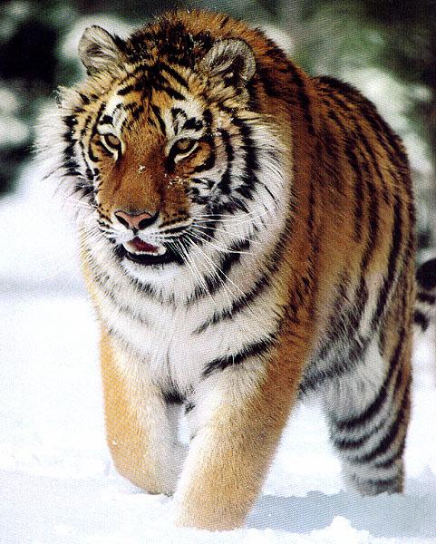 [wildcat35-tiger.jpg]