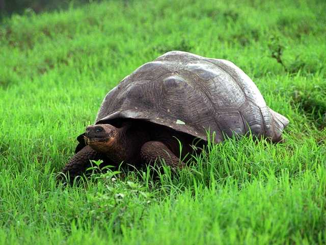 [Galapagos_b05i0095-GiantTortoise_Crawls_on_grass.jpg]