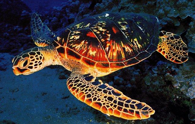 [Green_sea_turtle-Closeup.jpg]