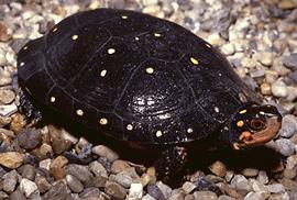 [LincolnParkZoo-SpottedTurtle.jpg]