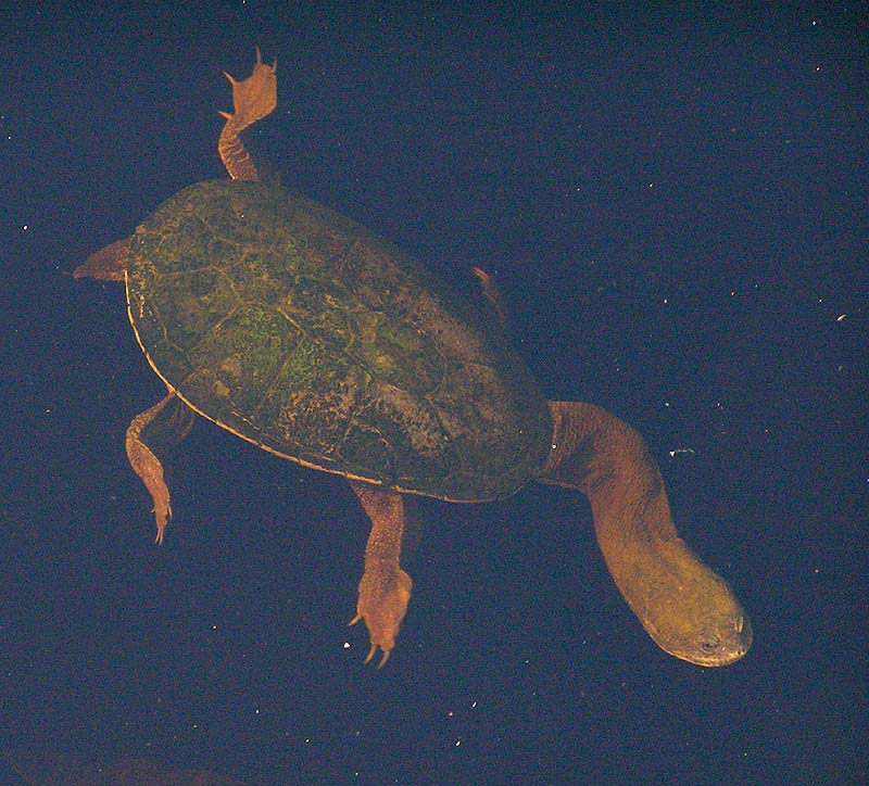 [Long-necked Tortoise 1.jpg]