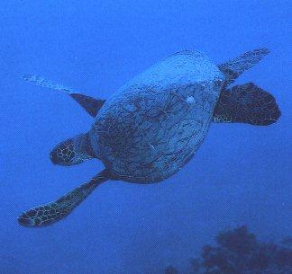[Turtle08-Swimming.jpg]