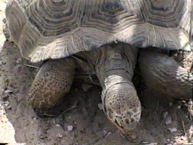 [ZooAnimals-GalapagosTortoise-Closeup.jpg]