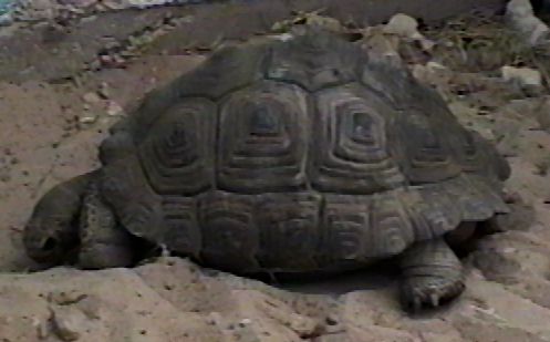 [ZooAnimals-Turtle3.jpg]