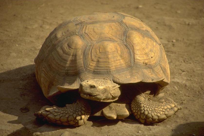 [animl082-Tortoise.jpg]