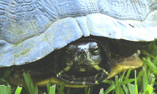 [turtle2.JPG]