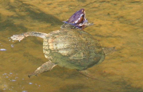 [western_pond_turtle.jpg]