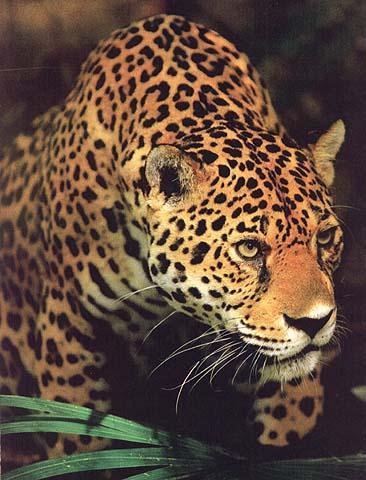 [wildcat21-jaguar.jpg]