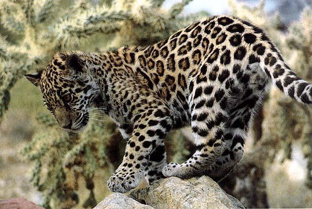 [wildcat23-jaguarcub.jpg]
