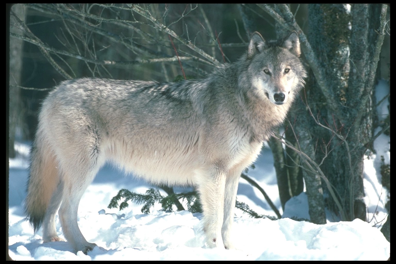 Про диких волков. Тундровый волк. Canis Lupus Linnaeus. Волк серый. Волк для детей.