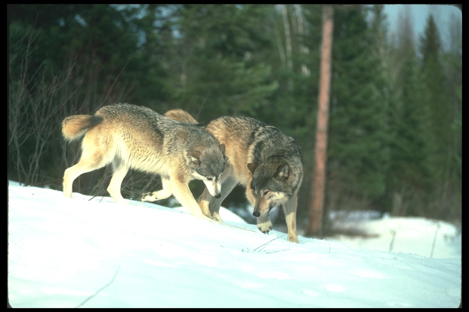 Охота на лису волка. Волк фото.