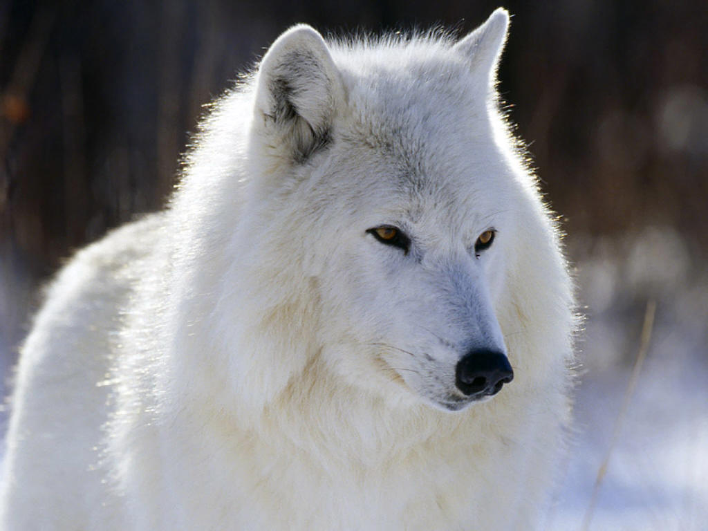 [Arctic Wolf.jpg]