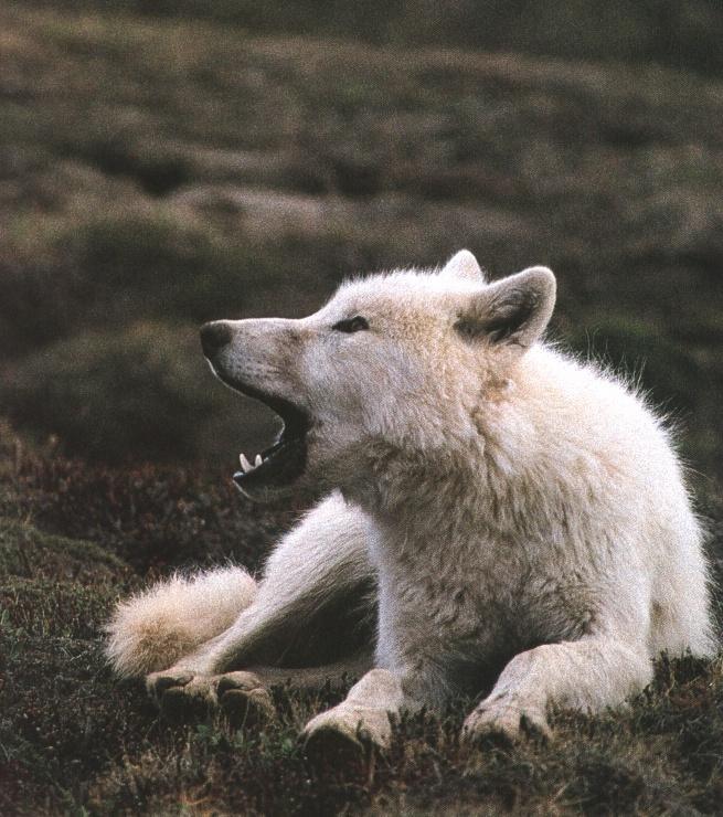 [ArcticWolf007-Roaring_on_grass.jpg]