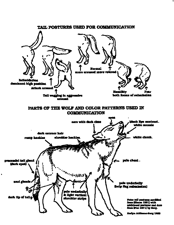 [Diagram1-WolfBodyPartsInCommunications.gif]